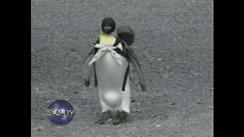 Pet Penguin in Japan