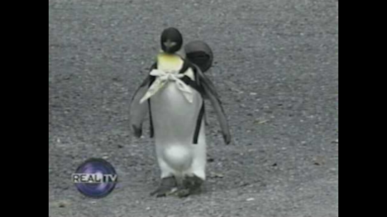 Pet Penguin in Japan