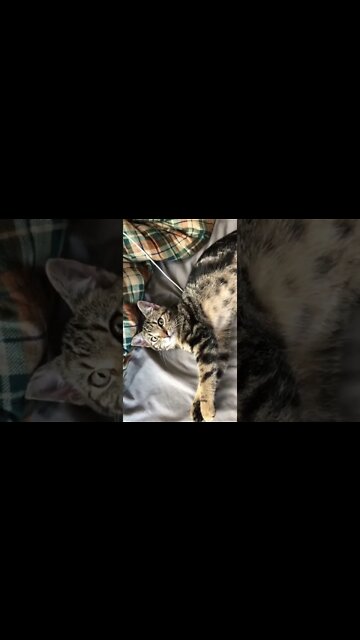 Puff the feral kitten cute as a button