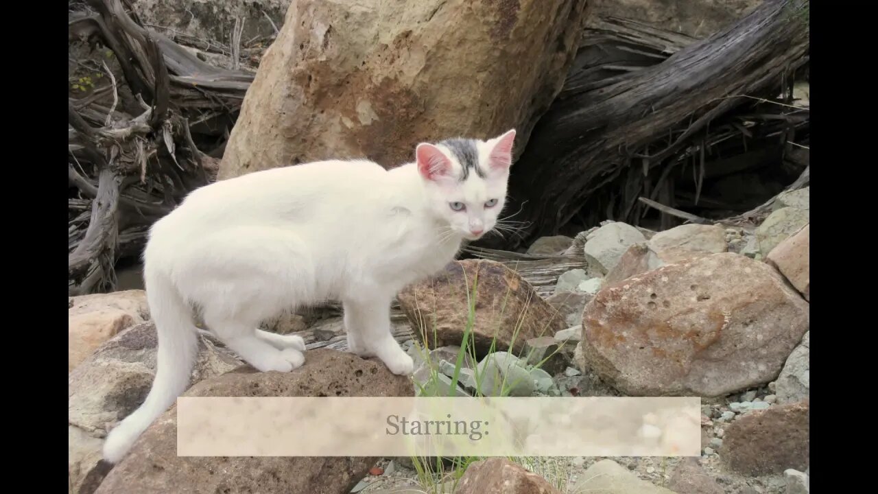 Our Cats #18: Pusspuss the Cat Walking Across Anthill