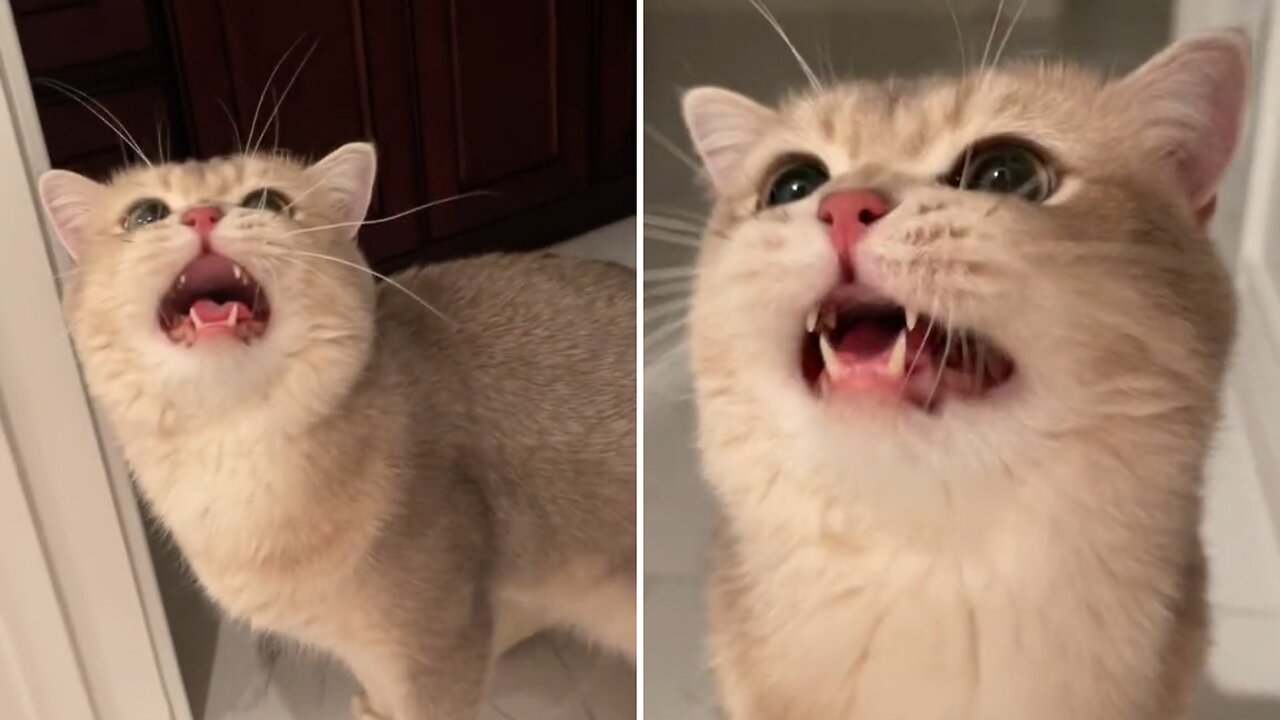 Cats try to communicate with their owners to get food, cute and adorable