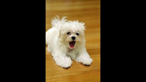 Watch the dogs play with the ball as they grapple to catch the ball