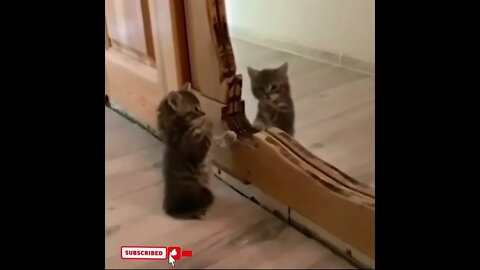 cute cat videos 😹 funny videos 😂1641