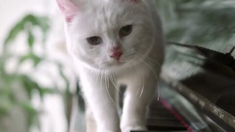 Cute Kitty #catlover