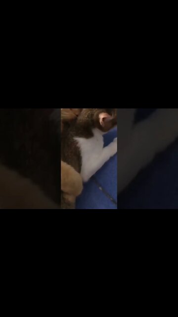 Cat love 💕💕💕💕💕