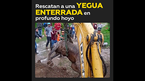 Fue rescatada una yegua 2 metros de profundidad