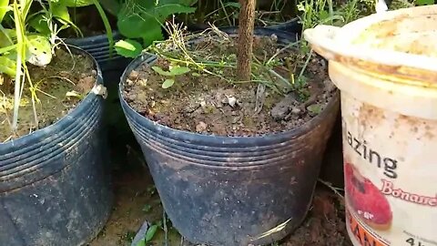 jabuticaba amarela produzindo em vaso cabeludinha (myrciaria glazioviana) a venda em Niterói RJ