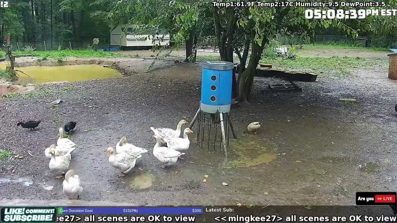 The Internet's Gander, Duck and Chicken Cam! Live 24/7!