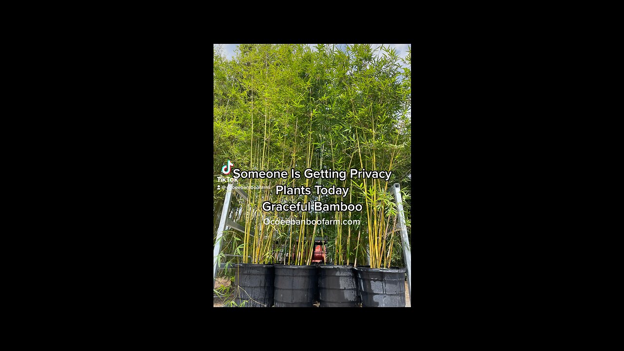 Graceful Bamboo 15 Gallon Plants - 7 Gallon Graceful Bamboo - 3 Gallon - Ocoee Bamboo 407-777-4807