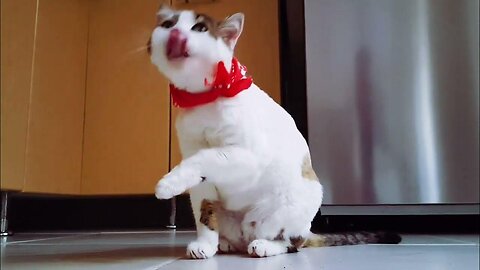 Funny and Cute Cat | Is your cat like this too? 😂😻