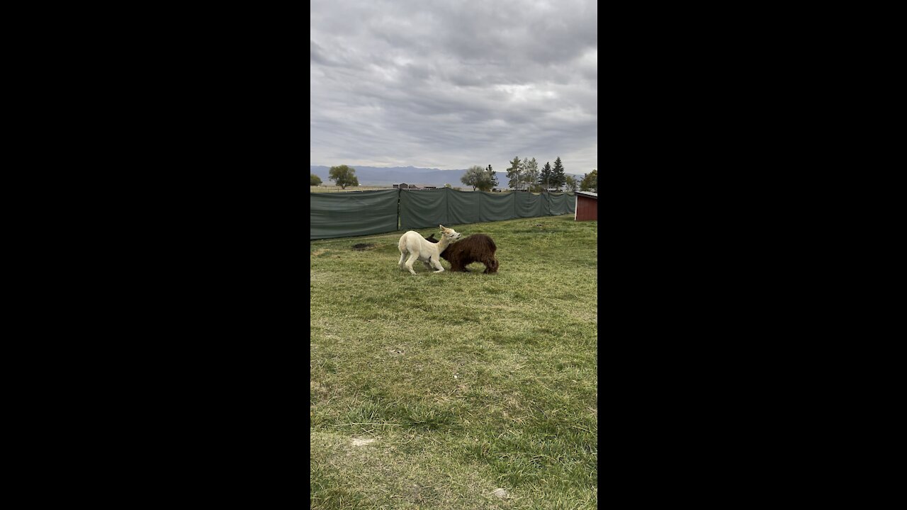 Male alpaca are noisy!