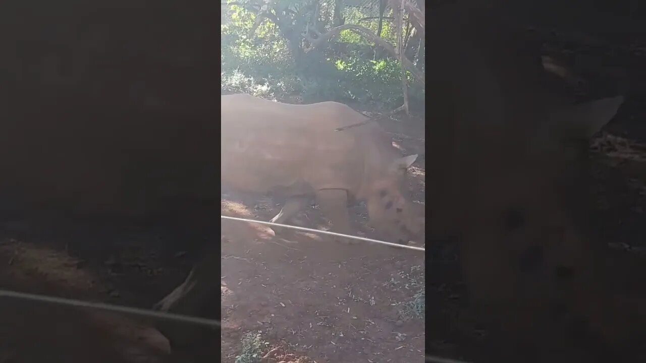 savannah rhino #relaxing #lions #nature #travel #wildlife #viral #animals #love #cat#short