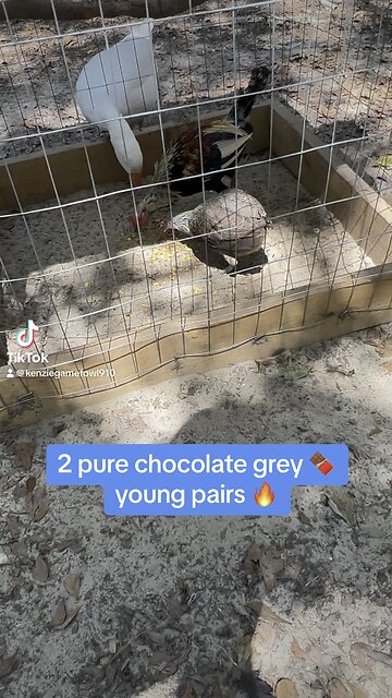 Chocolate 🍫 grey gamefowl #gamefowl