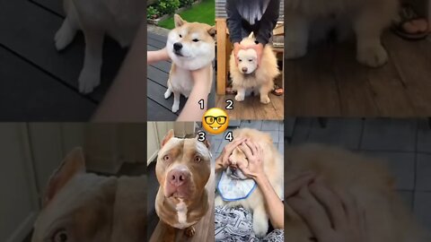 funny dog videos