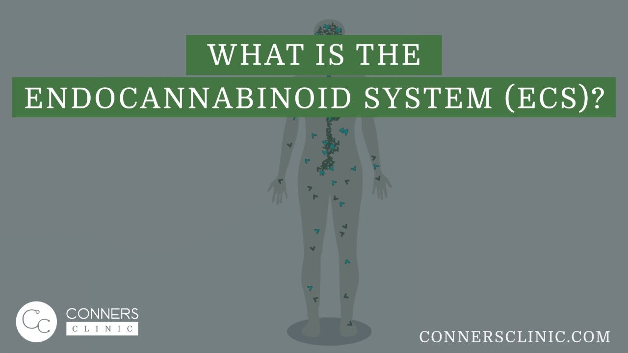 What is the Endocannabinoid System (ECS)? | Dr Kevin Conners, Conners Clinic