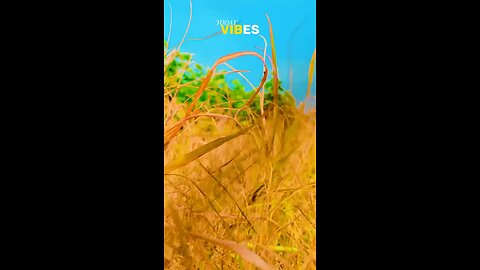 I am Harvesting Cotton ❤️. Follow For More