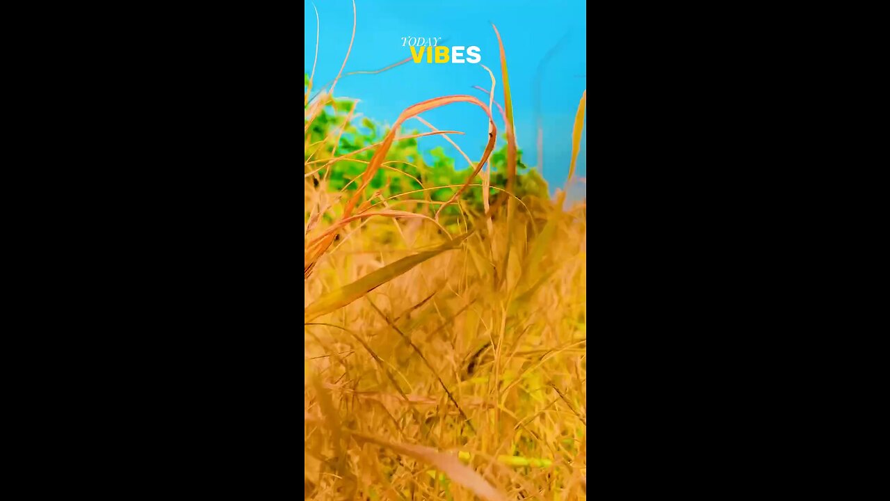 I am Harvesting Cotton ❤️. Follow For More