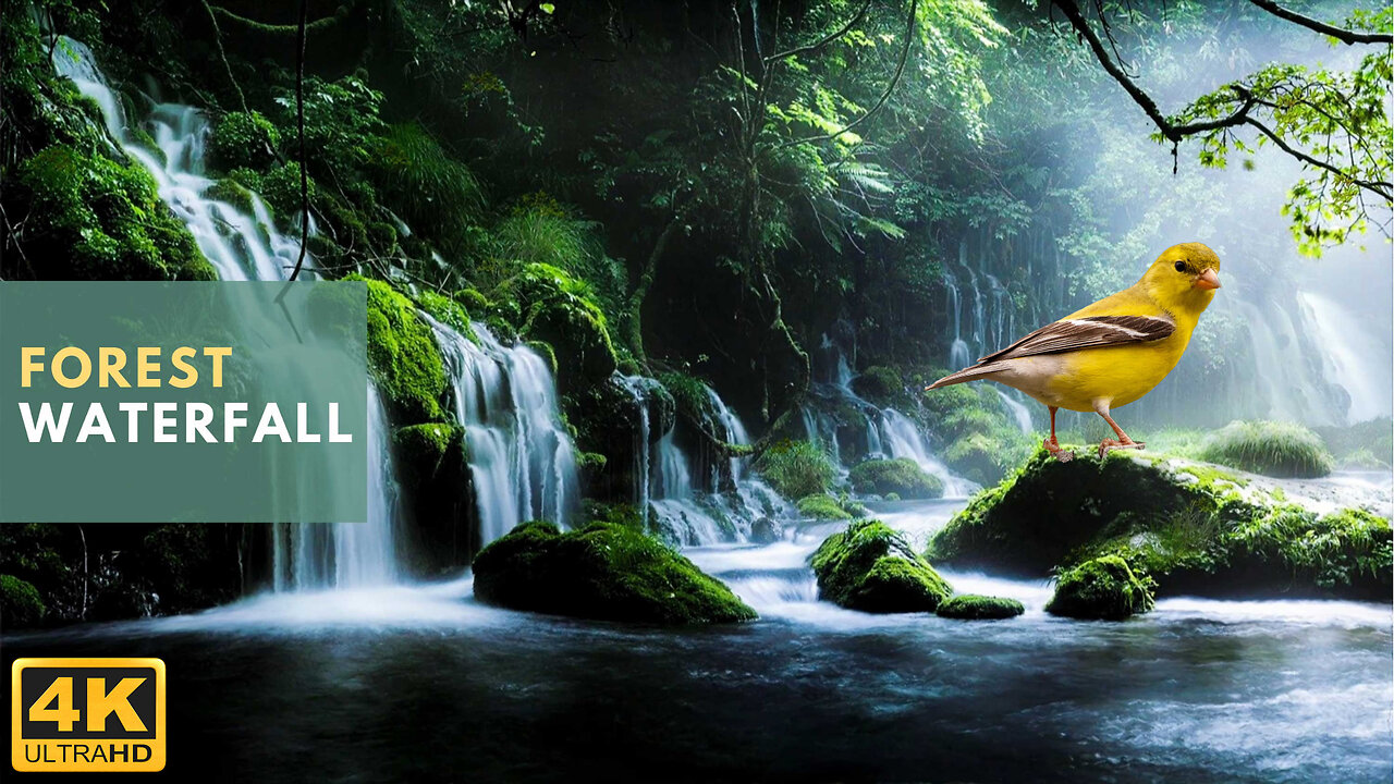 Forest Waterfall with Birds Sounds for Sleeping • Relaxing Ambient Music for Sleep & Meditation