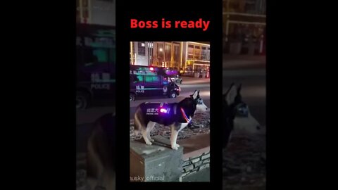 Boss is ready