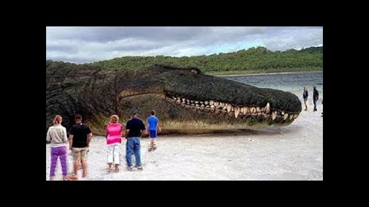 TOP 10 BIGGEST ANIMALS IN THE WORLD