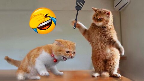 Funny cats. Viral video..