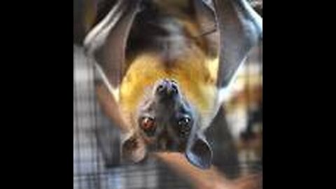 BIOWEAPON ROLLOUT VIA FRUIT BAT 2024