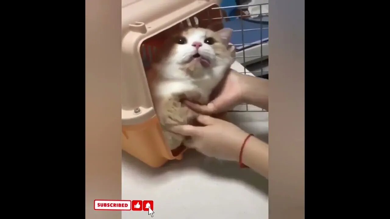 cute cat videos 😹 funny videos 😂1301