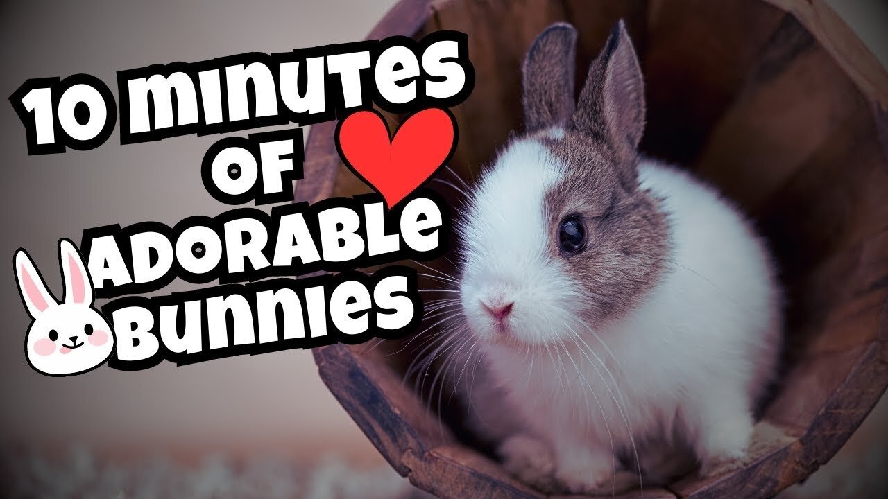 Adorable Bunnies 🐇❤️😍 10 Minutes of Heartwarming Rabbit Moments