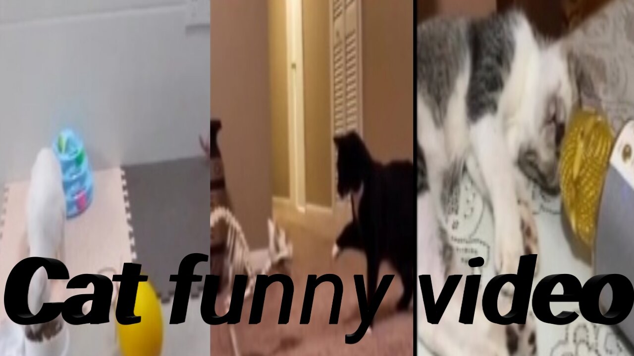 Cat funny video