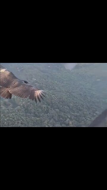 Paraglider and Black Vulture Share The Sky & A Moment - HaloRockNews