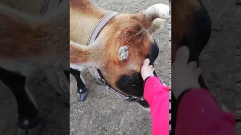 Beautiful Creatures ❤️