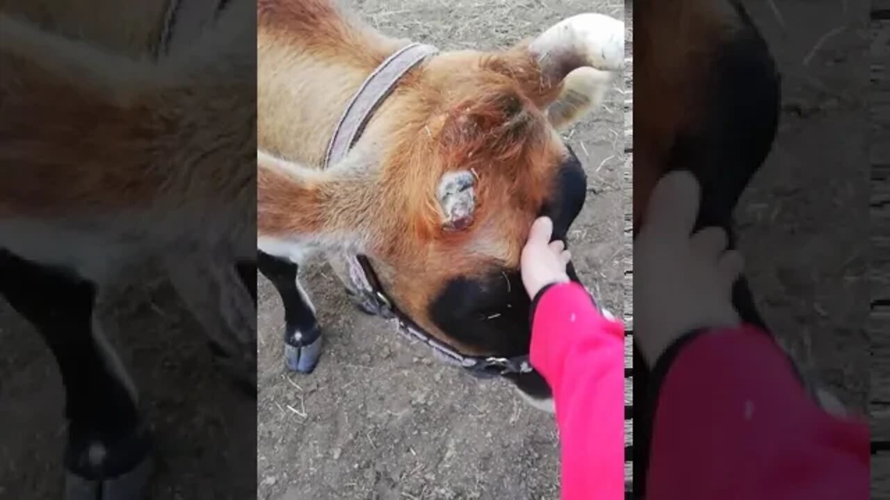 Beautiful Creatures ❤️