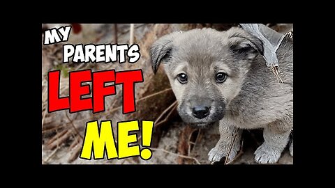 Rescue of a Scared Abandoned Puppy with a Broken Heart