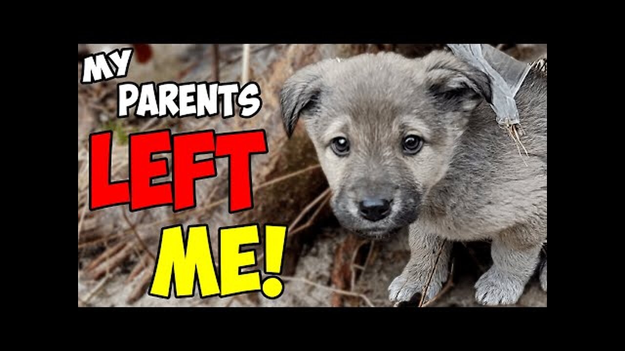 Rescue of a Scared Abandoned Puppy with a Broken Heart