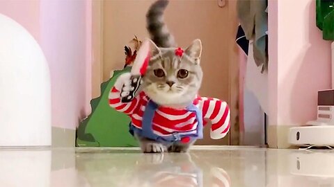 funny cat funny pet, A collection of cat fashion catwalks, the music burst into laughter