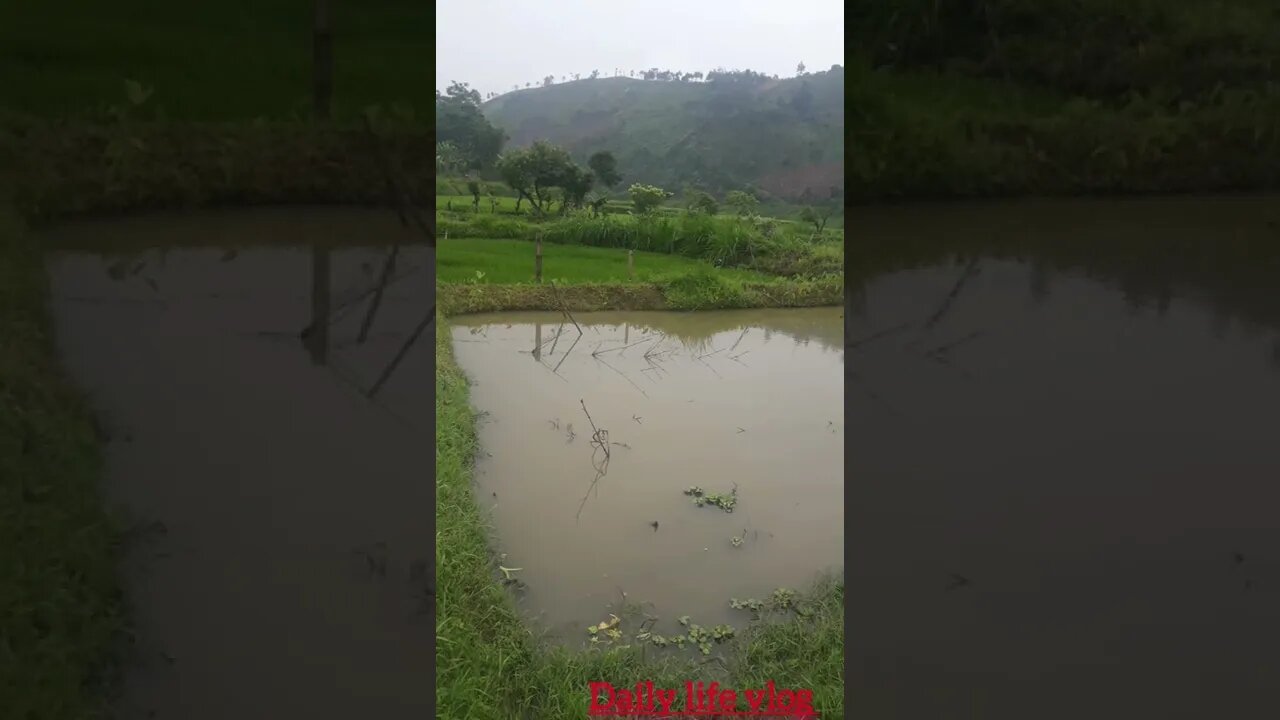 countryside