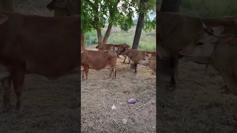 Cows standing together on a que down the trees,#Shorts,#Cows,#cowlover,#cowsshorts,#Animal,#viral