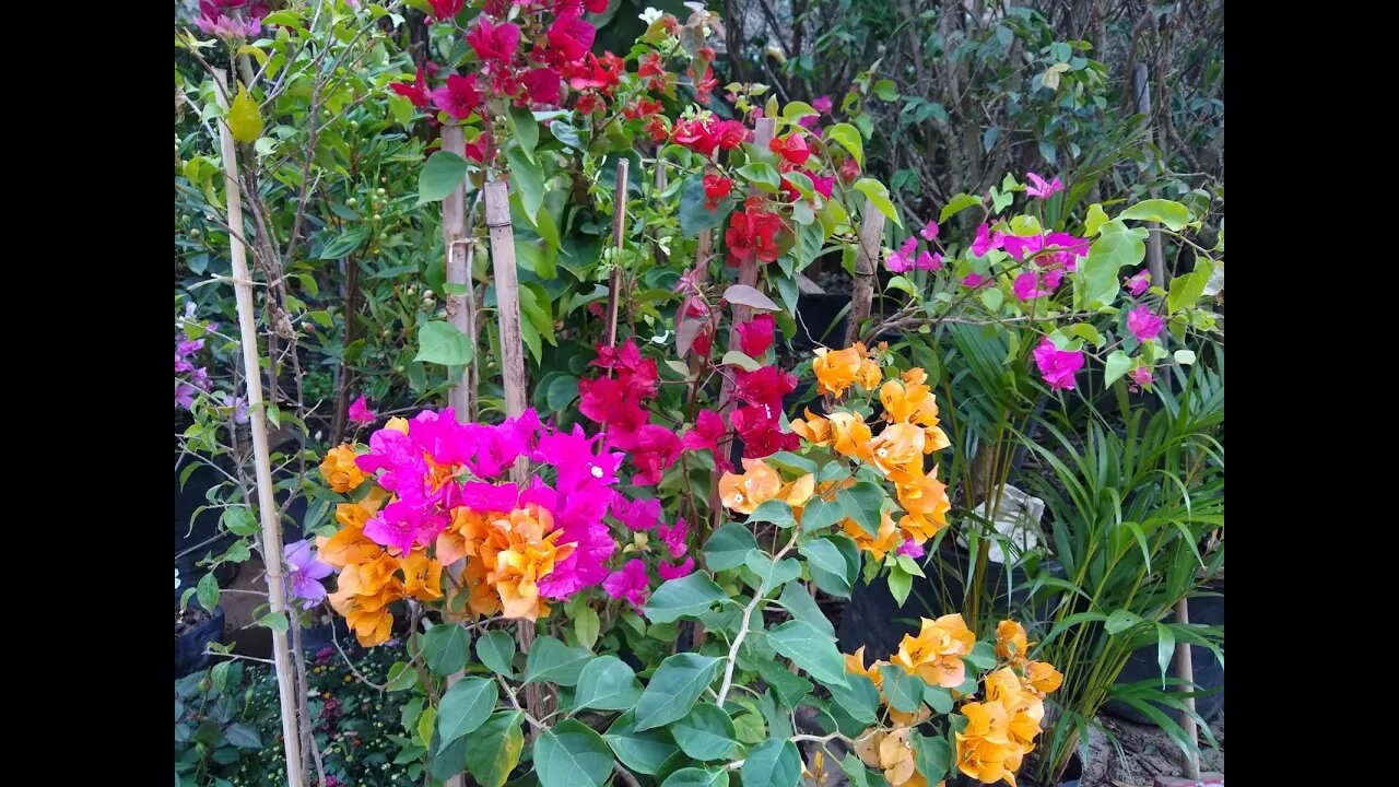 floriferras a partir de 2,00 a venda em Niterói RJ Érica bougainville rosas do deserto...