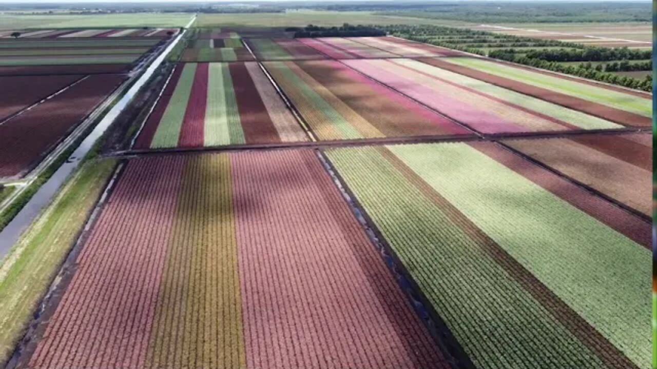 TheFamilyDoes Caladium Fields