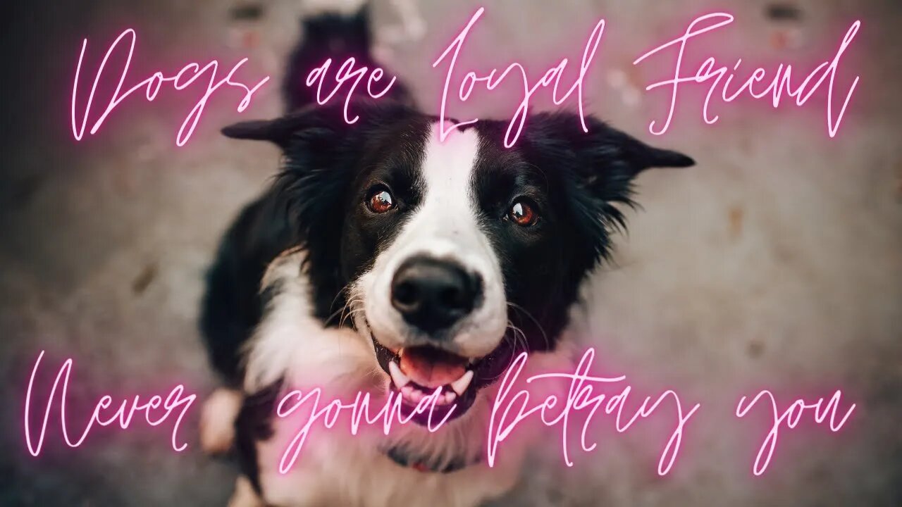 Dog's are Loyal Friend | Stay forever | #dogs #shorts #dogsofinstagram #dog #emotional