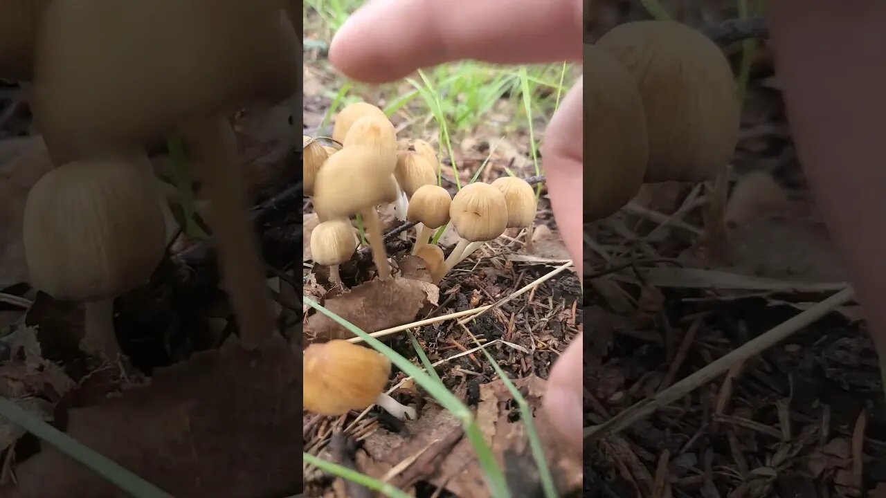 Little Brown Mycena #mushroomhunting #mushrooms