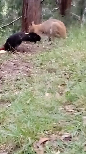 The Boys are Having Breakfast 🌾🦃🦘