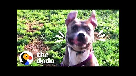 Foster Pittie Who Hid For Weeks Plays So Hard Now _ The Dodo