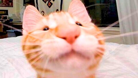 Hilarious cute cat videos (MUST SEE!)