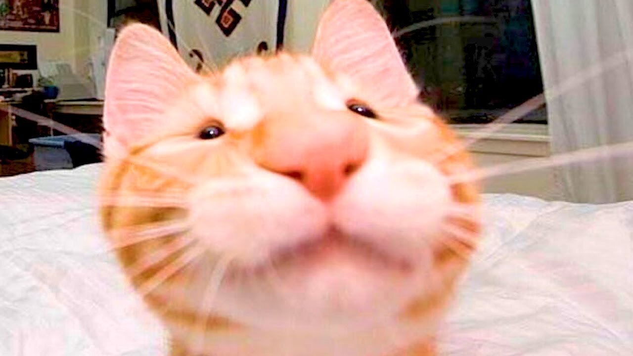 Hilarious cute cat videos (MUST SEE!)