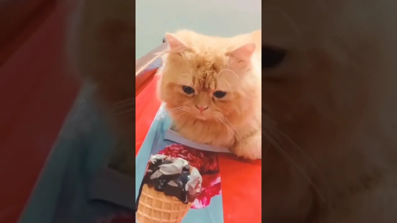 Cat eating Ice cream #reels #shorts #cat