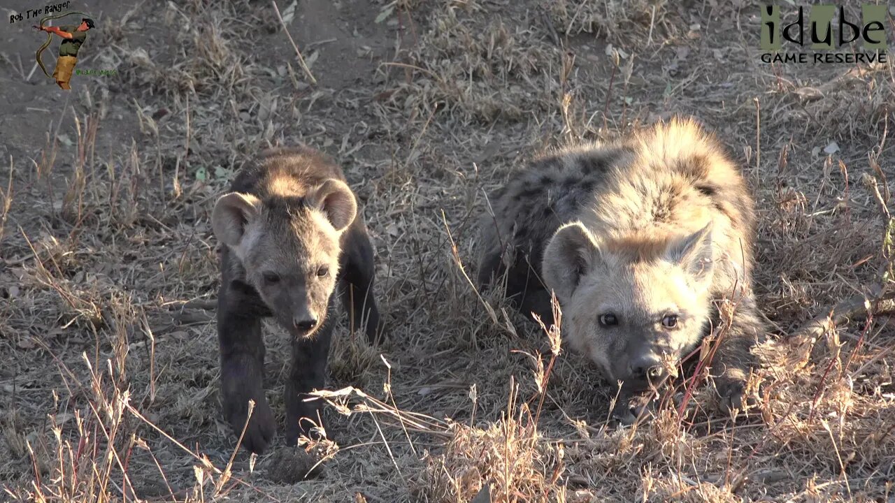 Watching Hyenas, Part 9