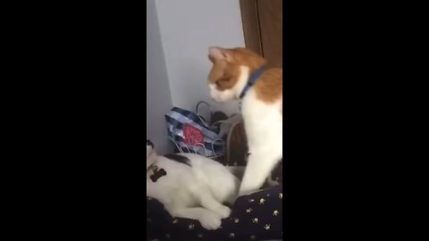 Cats fighting funny 😄😄😄😄😄