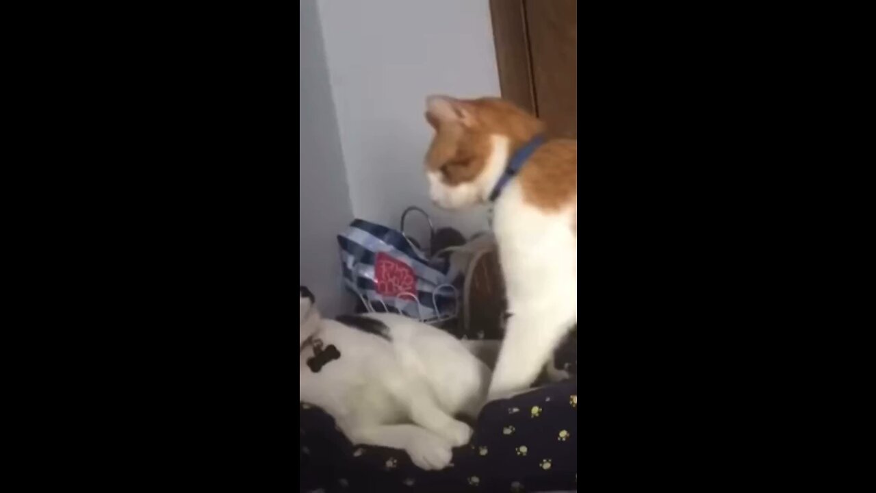 Cats fighting funny 😄😄😄😄😄