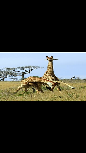 Weirdest Wild Giraffe Fight Ever